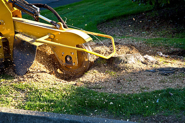 Residential Tree Removal in Erda, UT